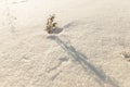 Lonely tree snow dunes in a field Royalty Free Stock Photo