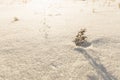 Lonely tree snow dunes in a field Royalty Free Stock Photo