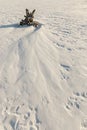 Lonely tree snow dunes in a field Royalty Free Stock Photo