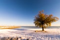 Lonely Tree On A Snowed Beach Royalty Free Stock Photo