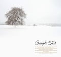Lonely tree in snowfield