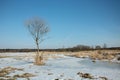 Lonely tree on a snowy wild meadow and clear sky