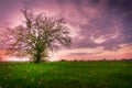 Lonely tree , spring sunset Royalty Free Stock Photo