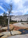 Lonely tree standing alone on cracked rock