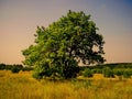 Lonely tree standing in a field Lykovo Royalty Free Stock Photo