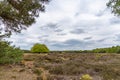 Strong single green tree standing alone in the middle of a brown field Royalty Free Stock Photo