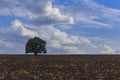Lonely tree standing on a plowed field on the background of beautiful clouds Royalty Free Stock Photo