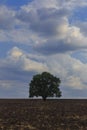 Lonely tree standing on a plowed field on the background of beautiful clouds Royalty Free Stock Photo