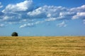 Lonely tree standing on a yellow field blue sky clouds Royalty Free Stock Photo