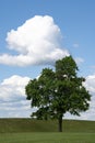 A lonely tree stands in a field against a cloudy sky Royalty Free Stock Photo