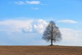 Lonely tree stands in the middle of field Royalty Free Stock Photo