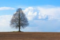 Lonely tree stands in the middle of plowed field Royalty Free Stock Photo