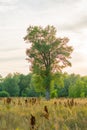 A lonely tree stands in the steppe. Evening sunset. Royalty Free Stock Photo