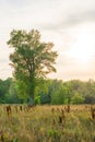 A lonely tree stands in the steppe. Evening sunset. Royalty Free Stock Photo