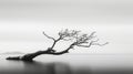 Ethereal Minimalism: Black And White Tree In Water