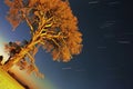 A lonely tree and star trails in Cirali