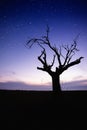 Lonely tree Royalty Free Stock Photo