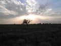 A lonely tree in the steppe against the background of the evening sky. Royalty Free Stock Photo