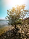 Lonely tree on a stone beach near the river Danube. Royalty Free Stock Photo