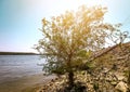 Lonely tree on a stone beach near the river Danube. Royalty Free Stock Photo