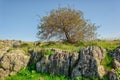 Lonely tree and stones in the middle of the field Royalty Free Stock Photo