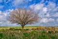 Lonely tree and stones in the middle of the field on the background of blue cloudy sky Royalty Free Stock Photo