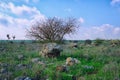 Lonely tree and stones in the middle of the field on the background of blue cloudy sky Royalty Free Stock Photo
