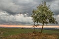 Lonely tree with storm clouds sunset Royalty Free Stock Photo