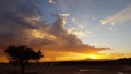 Lonely tree with storm at sunset in the Atacama desert, Chile