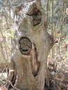 Lonely tree stump...old