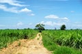 Lonely tree in sugarcane plantation in sunny Royalty Free Stock Photo