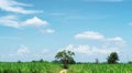 Lonely tree in sugarcane plantation in sunny Royalty Free Stock Photo