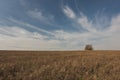 Lonely tree on summer field at sunny day - landscape with meadow and sky Royalty Free Stock Photo