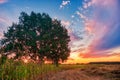 Lonely tree in summer field at sunset Royalty Free Stock Photo