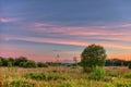 Lonely tree in summer field at sunset Royalty Free Stock Photo