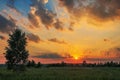 Lonely tree in summer field at sunset Royalty Free Stock Photo
