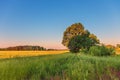 Lonely tree in summer field at sunset Royalty Free Stock Photo