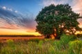 Lonely tree in summer field at sunset Royalty Free Stock Photo
