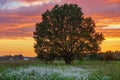 Lonely tree in summer field under sunset sky Royalty Free Stock Photo