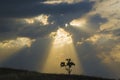 Lonely tree in the sun