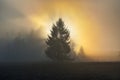 Lonely tree. Sun rays