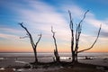 Lonely tree at sunrise. Botany Bay beach, Edisto Island, South Carolina