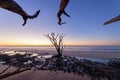 Lonely tree at sunrise. Botany Bay beach, Edisto Island, South Carolina