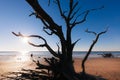 Lonely tree at sunrise. Botany Bay beach, Edisto Island