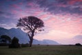 Lonely tree during sunrise