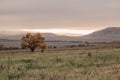 lonely tree at sunrise in a field. Dawn in autumn field. Hills in morning haze. Grass covered with autumn hoarfrost. Royalty Free Stock Photo