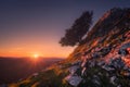 lonely tree at sunrise in Gorbea