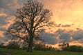 Lonely tree in sunset Royalty Free Stock Photo