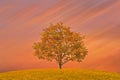 A lonely tree at sunset golden color Royalty Free Stock Photo