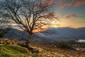 Lonely tree at sunset in mountains Royalty Free Stock Photo